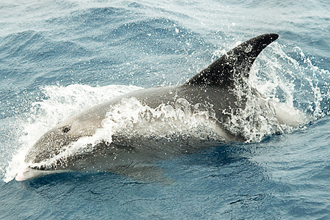 delfin1_redigerad-1.jpg delfin1_redigerad-1.jpg